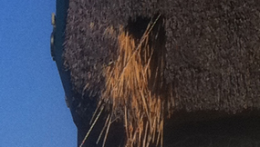 Roof Thatching Specialists